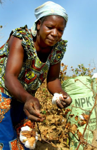 A new Green Revolution for Africa?-image