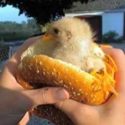 La grippe aviaire: une aubaine pour 'Big Chicken'-image