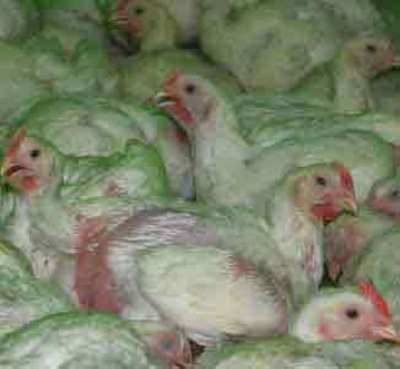 Gripe aviar: imponiendo las políticas globalmente-image