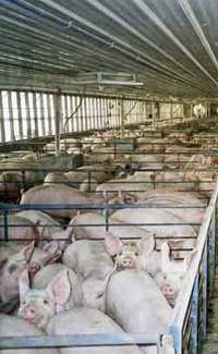 A food system that kills - Swine flu is meat industry's latest plague-image