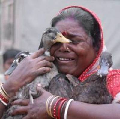 La grippe aviaire dans l'Est de l'Inde : l'absurdité d'un massacre-image