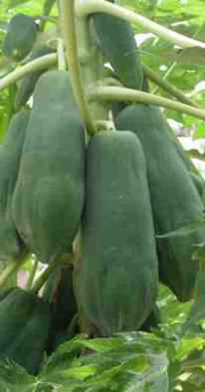 Push for GM papaya continues in Thailand and South-East Asia-image