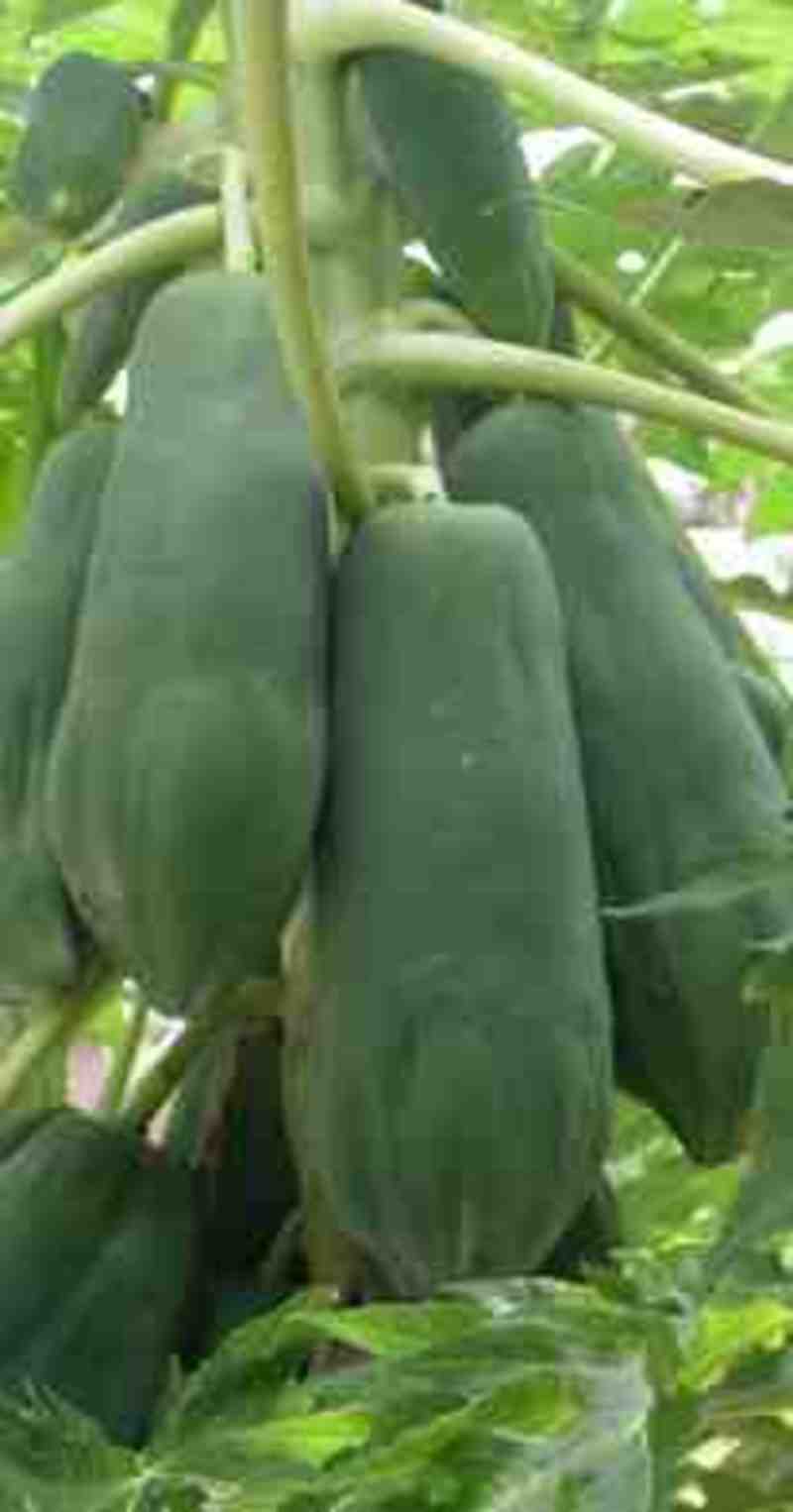 GRAIN | Push for GM papaya continues in Thailand and South-East Asia