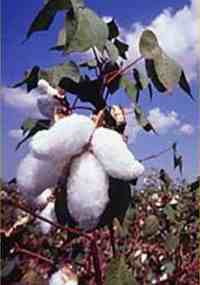 Bt cotton - the facts behind the hype-image