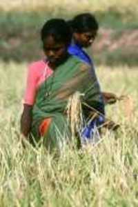 The FAO seed treaty: from farmers' rights to breeders' privileges-image