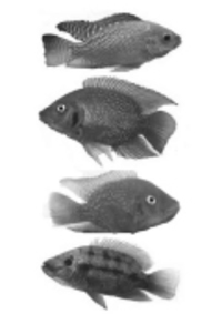 Blue fishers, blue genes: fishy undercurrents in post-tsunami Asia-image