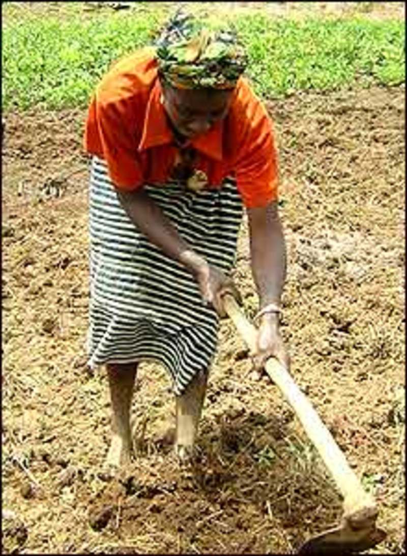 GRAIN  Nyéléni - for food sovereignty