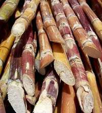 Corporate power: The sugar-cane ethanol nexus-image
