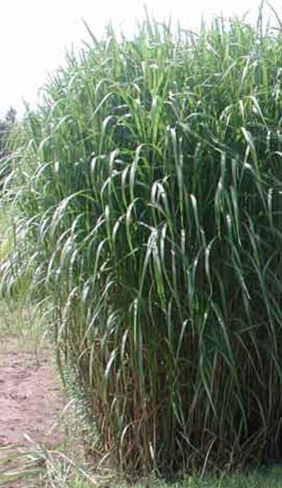 Les plantes cultivées pour l'énergie alternative et la prochaine génération d'agrocarburants-image