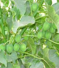 Le jatropha  l'agrocarburant des pauvres ?-image