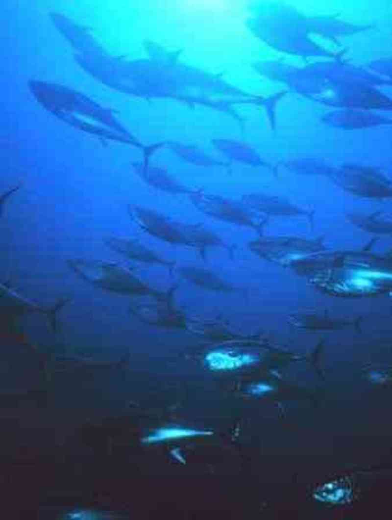 Once disappeared bluefin tuna was prized and now returns to UK waters in  the South West