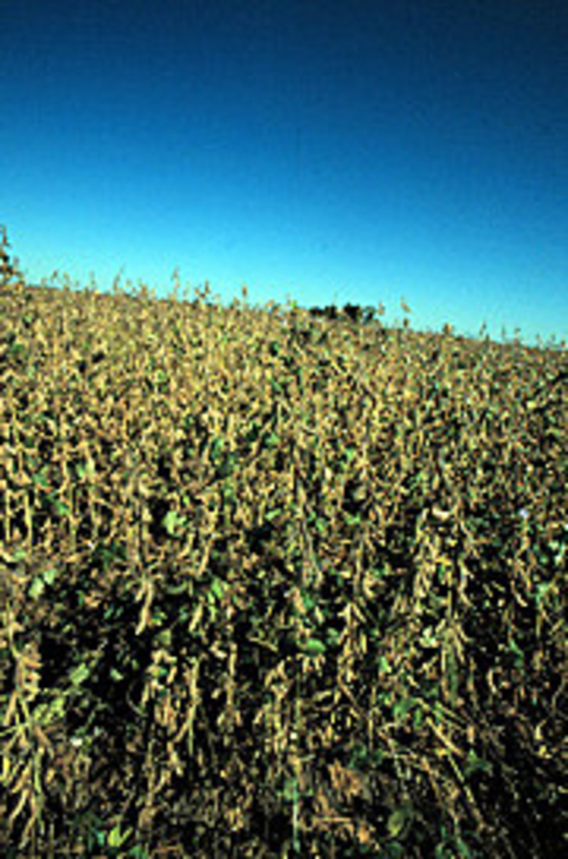 GRAIN Las consecuencias inevitables de un modelo genocida y ecocida