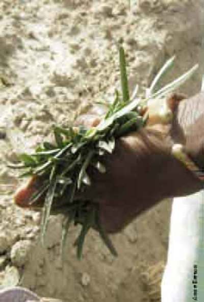 Semences paysannes fondement de la souveraineté alimentaire en Afrique de l'Ouest (2)-image