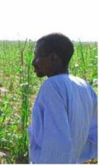 Saudi investors poised to take control of rice production in Senegal and Mali?-image