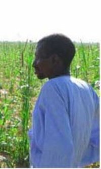 ¿Están los inversionistas saudíes a punto de asumir el control de la producción de arroz de Senegal y Mali?-image