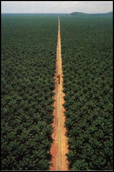 The “greening” of a shady business – Roundtable for Sustainable Palm Oil-image