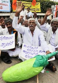 Indian farmers organise to stop Bt brinjal-image