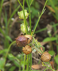 Contaminated Canadian flax barred from Europe -image