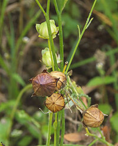 Contaminated Canadian flax barred from Europe -image