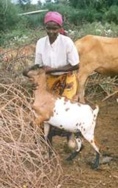 Pastoralism an untold tale of adaptation and survival-image