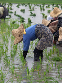 From green to gene revolution: How farmers lost control of the seeds from agricultural modernisation-image