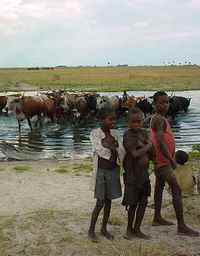 Watershed cattle-image