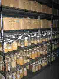 A genebank in tatters-image