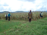 The authoritarian face of the “Green Revolution”: Rwanda capitulates to agribusiness-image