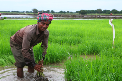 India’s role in the new global  farmland grab-image