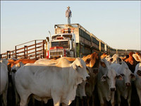 Livestock out of balance: From asset to liability in the course of the Livestock Revolution-image