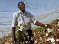 Cette année le Burkina Faso abandonne le coton OGM-image