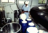 Mauritania: Foreign subsidies sour domestic milk industry-image