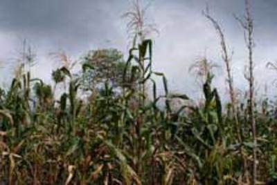 The reasons of maize-image