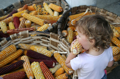 Des maisons de semences paysannes pour se libérer de l’agrobusiness-image