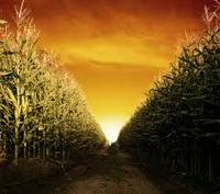 GM maize in Mexico: An irreversible path-image