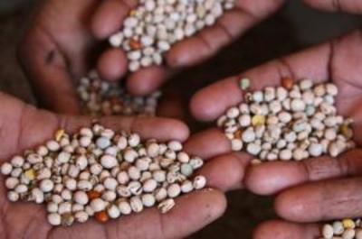 Is Africa about to lose the right to her seed?-image