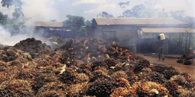 Au Cameroun, un projet géant d'huile de palme fait scandale-image
