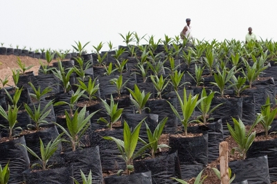 Communiqué de presse : Mettons fin à l'intimidation des opposants au projet d'huile de palme en Sierra Leone-image