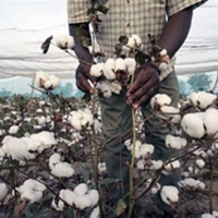 ' Non ! l’Afrique n’a pas besoin des OGM '-image