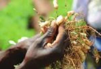 L’approbation du règlement sur le commerce des semences par le COMESA est une catastrophe pour les petits paysans et la souverainete alimentaire en Afrique-image