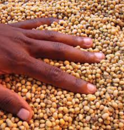 ARIPO’S plant variety protection law criminalises farmers and undermines seed systems in Africa-image