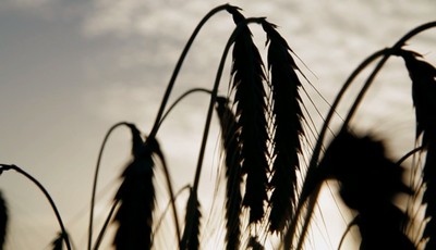 "La guerre des graines" c'est mardi 27 mai sur France 5 !-image