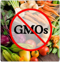 GMOs promote poverty and dependency in Africa-image