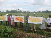Bicolano farmers continue fight against Golden Rice field tests and commercialization! Call for a GMO free Bicol-image