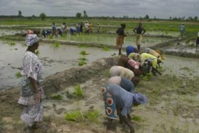 Pétition «l’Avant-projet de règlement portant sur la prévention des risques biotechnologiques en Afrique de l’Ouest»-image