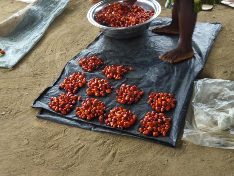 Huile de palme en Afrique : ce que vous devez savoir – La Nouvelle Tribune