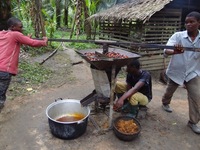 Oil palm production in West and Central Africa-image