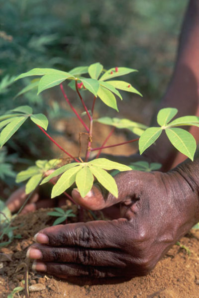 CSO report for the “FAO’s State of the World’s Biodiversity for Food and Agriculture” -image