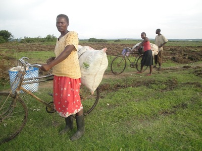 Harvest of hardship: Yala Swamp land grab destroys Kenyan farmers' livelihoods-image