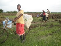 Récolte de misère : l’accaparement du marais de Yala détruit les moyens de subsistance des paysans kenyans-image